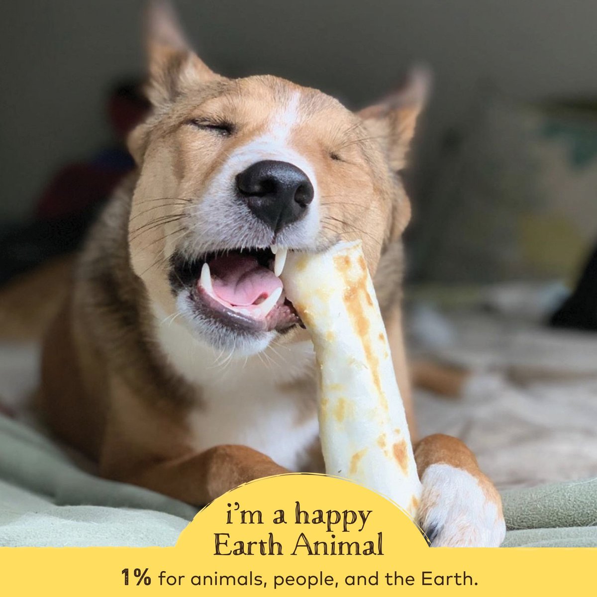 Earth Animal No-Hide Long Lasting Natural Rawhide Alternative Peanut Butter Recipe Medium Chew Dog Treats， 2 count