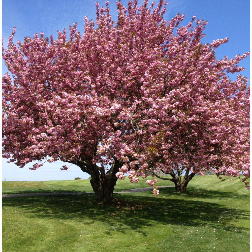 7 Gal. Kwanzan Cherry Flowering Deciduous Tree with Pink Flowers CHFKWA07G