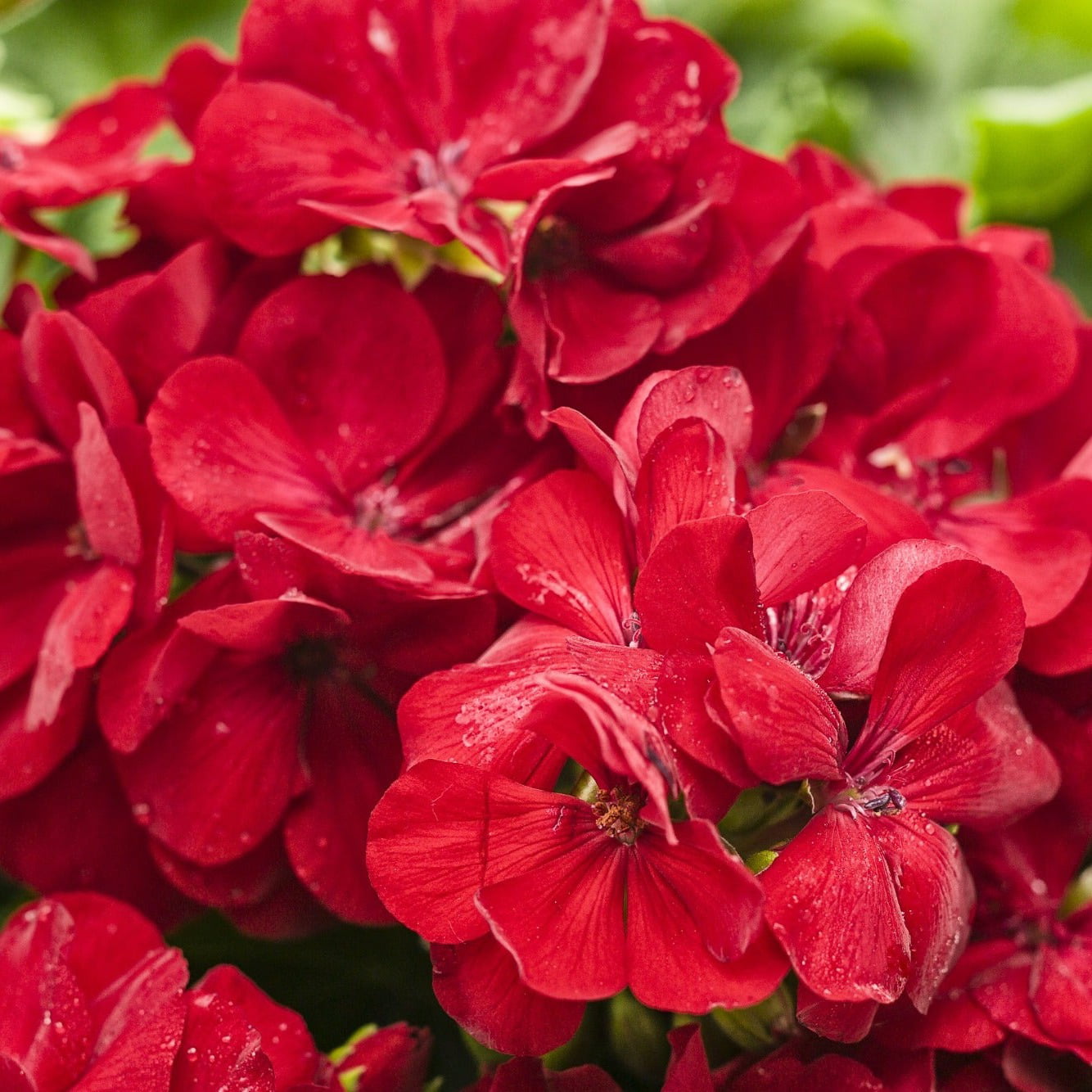 4.25 in. Eco+Grande， Boldly Dark Red Geranium (Pelargonium) Live Plant， Red Flowers (4-Pack)