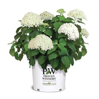 PROVEN WINNERS 5 Gal. Incrediball Hydrangea Shrub with Enormous White Blooms 18132