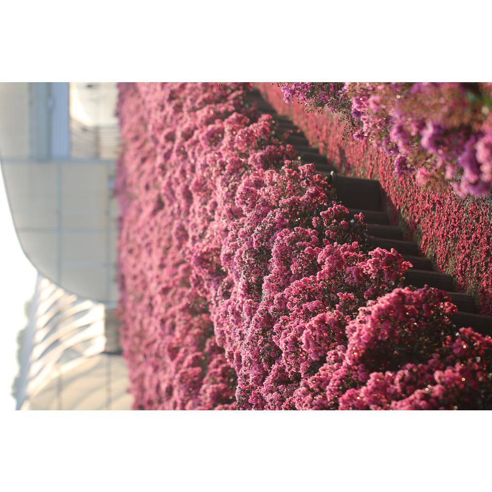 BLACK DIAMOND 2 Gal. Mystic Magenta Deciduous Crape Myrtle Tree 17871