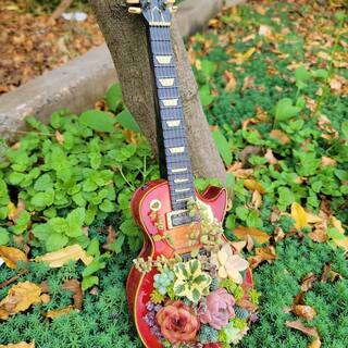 Cesicia Succulent Plants Collection Flowers with Guitar Decorative Base DRZWPlant28