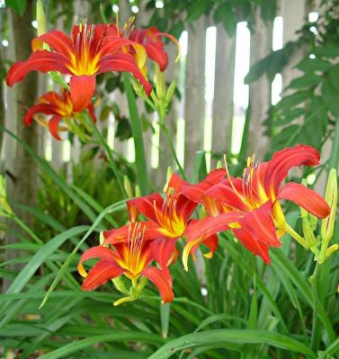 Classy Groundcovers - Hemerocallis 'Autumn Red'  {25 Bare Root Plants}