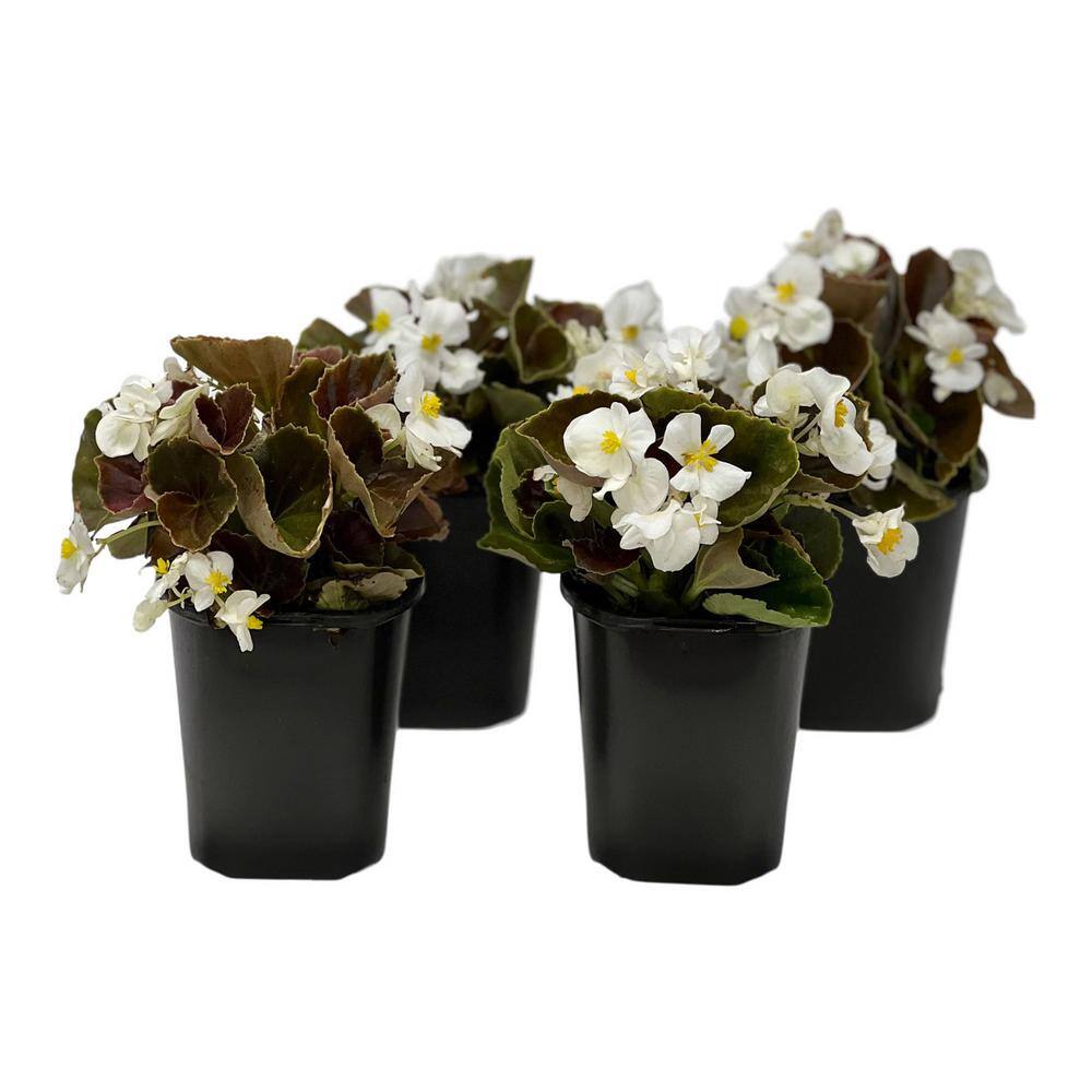 Pure Beauty Farms 1.38 Pt. Begonia Bronze Leaf White Flower in 4.5 in. Grower's Pot (4-Plants) DC45BEGBRW4