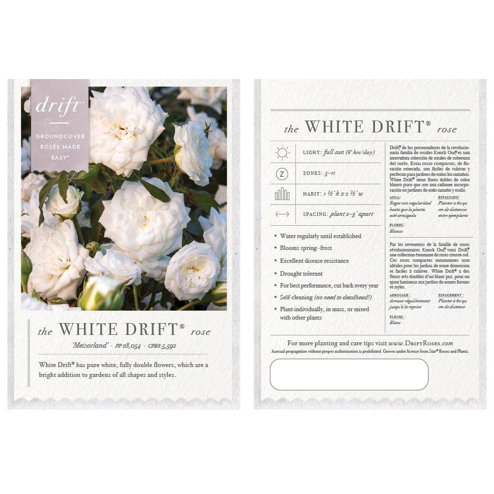 Drift 3 Gal. White Drift Rose Bush with White Flowers (2-Pack) THD00089