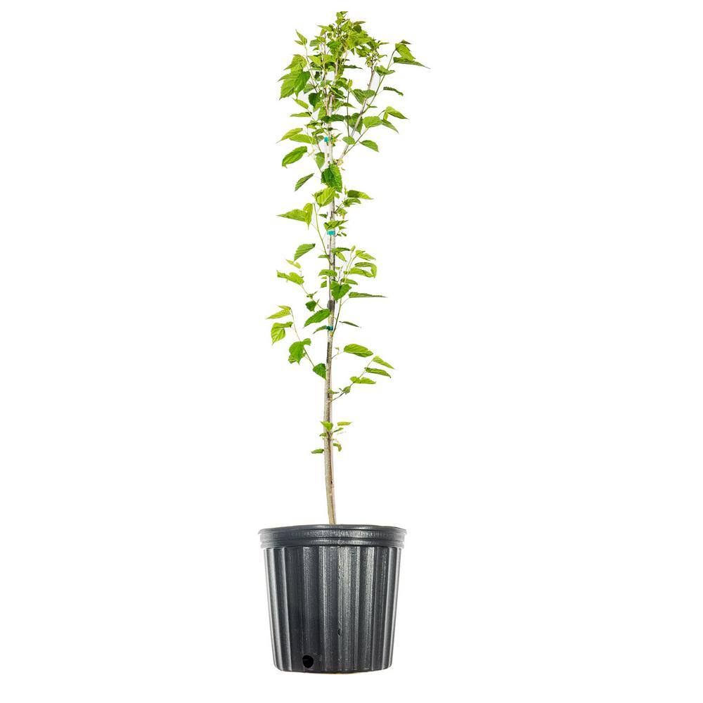 Perfect Plants 4 ft. to 5 ft. Tall Dwarf Everbearing Mulberry Tree in Grower's Pot Large Delicious Fruit THD00567