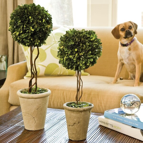 Boxwood Single Sphere Topiary 23.25