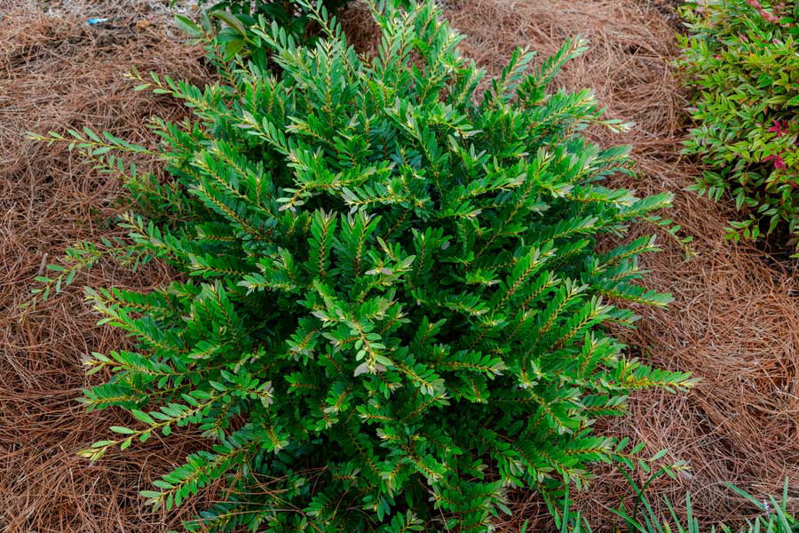 Bayou Bliss Distylium (2 Gallon) Flowering Evergreen Shrub with Petite Red Blooms - Full Sun to Part Shade Live Outdoor Plant - Southern Living Plant Collection