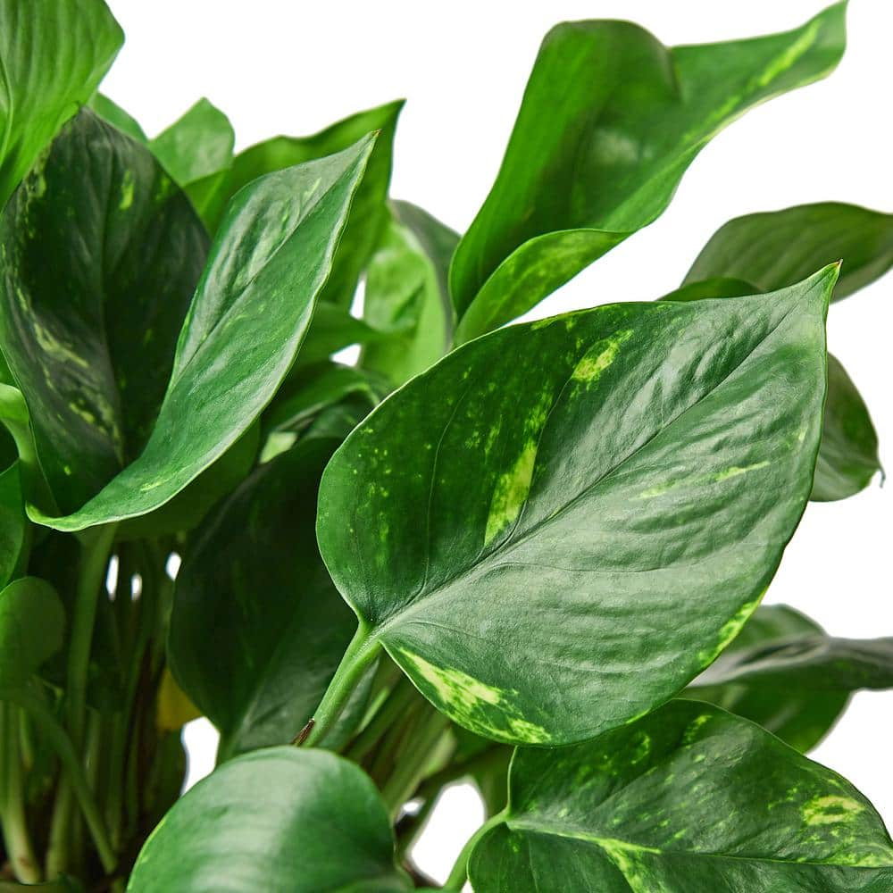 Pothos Golden Epipremnum aureum Plant in 6 in. Grower Pot 6_POTHOS_GOLDEN