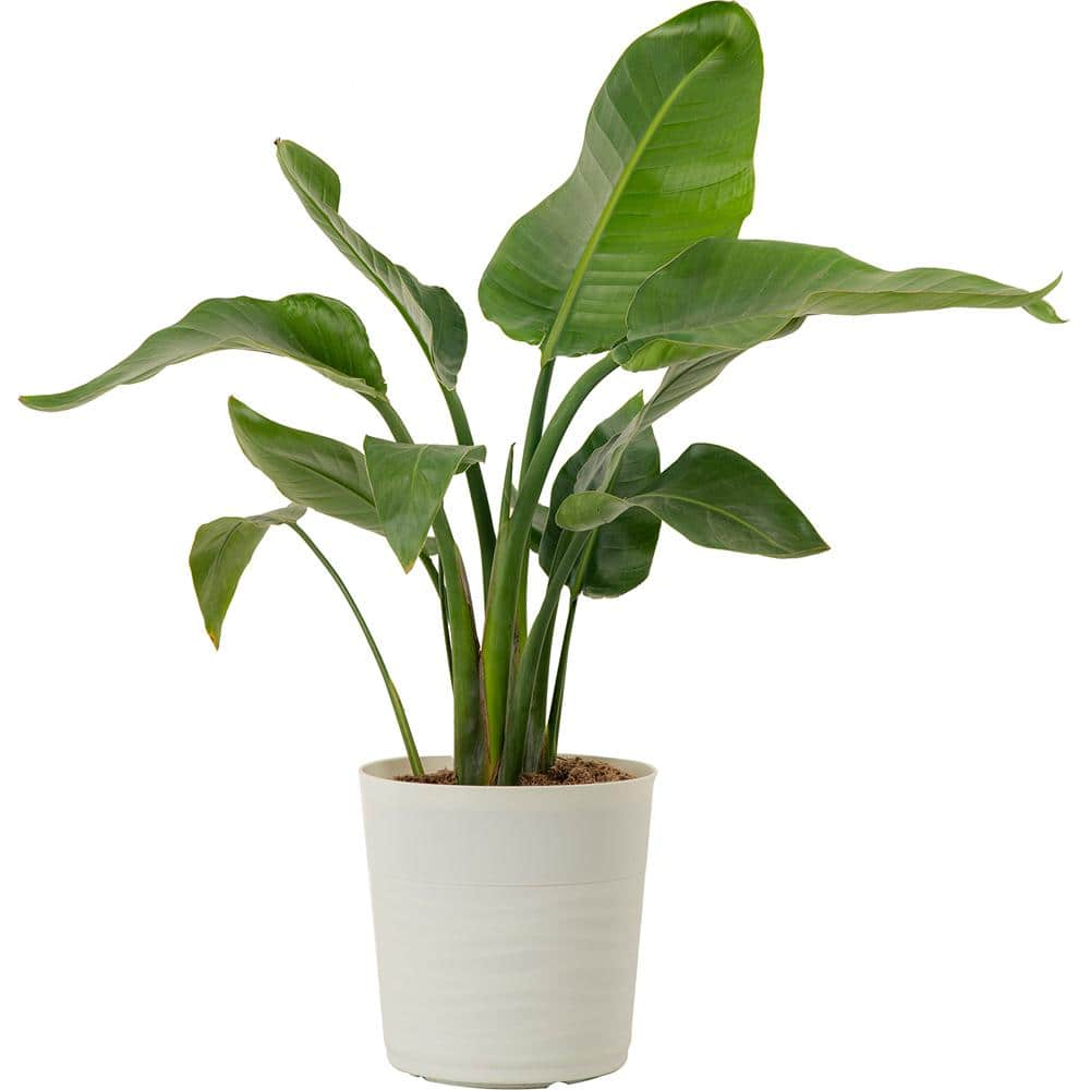 Costa Farms White Bird of Paradise Indoor Plant in 10 in. Grower Pot Avg. Shipping Height 2-3 ft. Tall CO.3.WB11.PARWHT