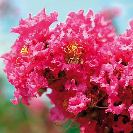 Pink Crape Myrtle Tree