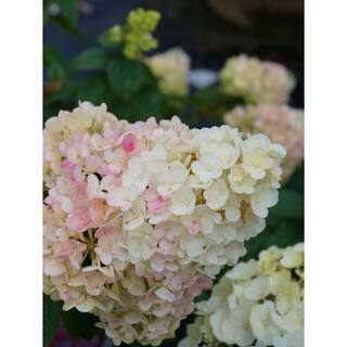 FIRST EDITIONS 2 Gal. Strawberry Sundae Hydrangea Shrub with White to Pink Flowers 14437