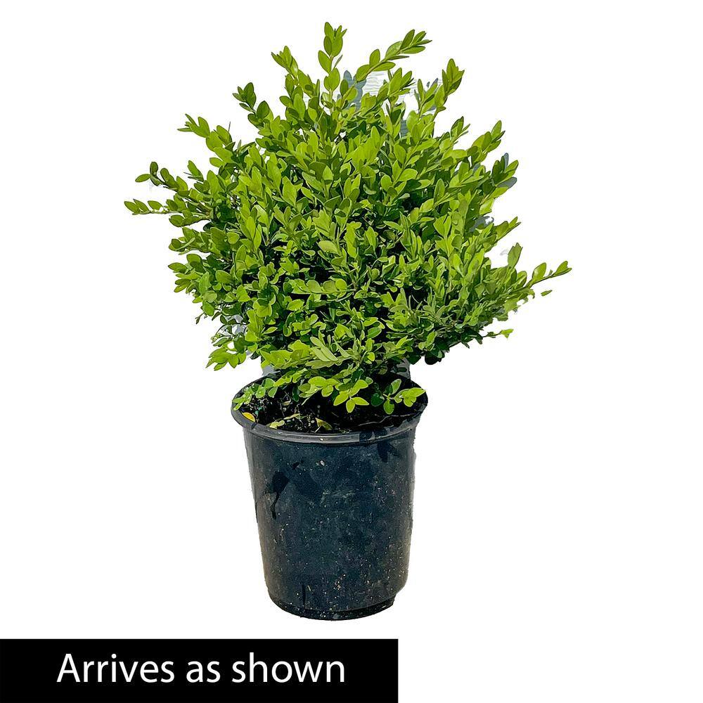 Spring Hill Nurseries Green Velvet Boxwood (Buxus) 2.50 qt. Live Broadleaf Evergreen Shrub Grown in a Pot (1-Pack) 67903