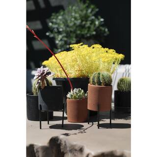 2.5 in. Assorted Succulent Set in Black Dot Pot (2-Pack) SUCCLYAS325SBD