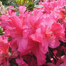 Girard'S Rose Azalea