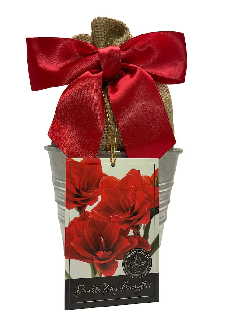 Amaryllis Holiday Gift Growing Kit， Includes an Rustic Tin Pot， Double King Bulb， and Professional Growing Medium!!