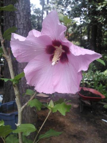 Althea Single Pink with Red Throat Tree