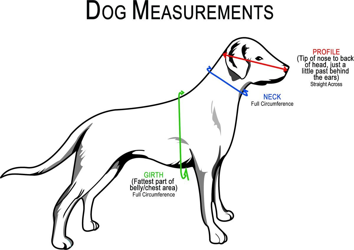 Muffin's Halo For Blind Dogs Angel Wing Blind Dog Bumper