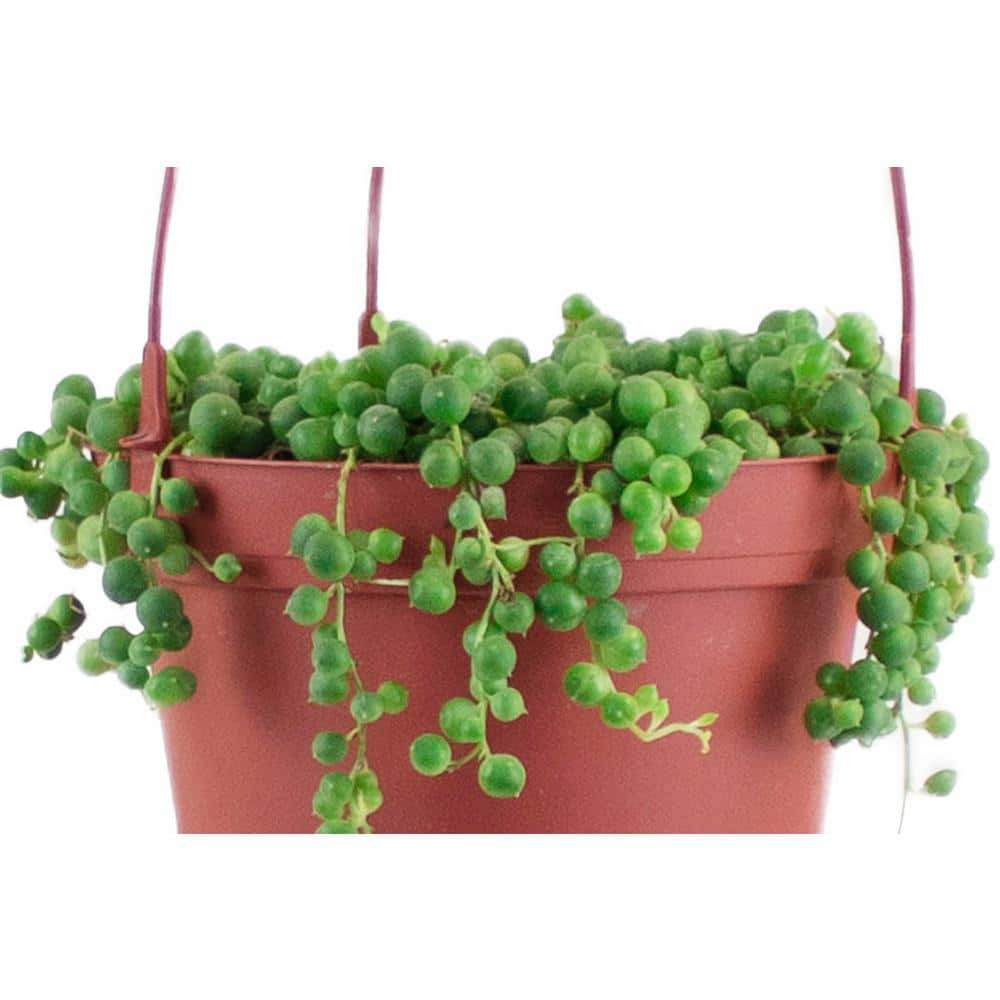 Shop Succulents 6 in. Senecio Rowleyanus String of Pearls Fast-Growing Trailing Succulent IndoorOutdoor Houseplant 1-PEARLS-6