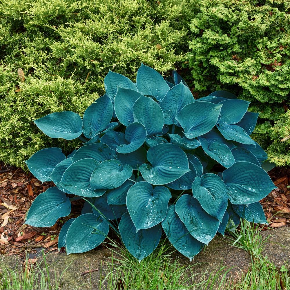 Garden State Bulb #1 Blue Mix Hosta Bulbs Bare Roots (Bag of 9) ECS-77-09-03