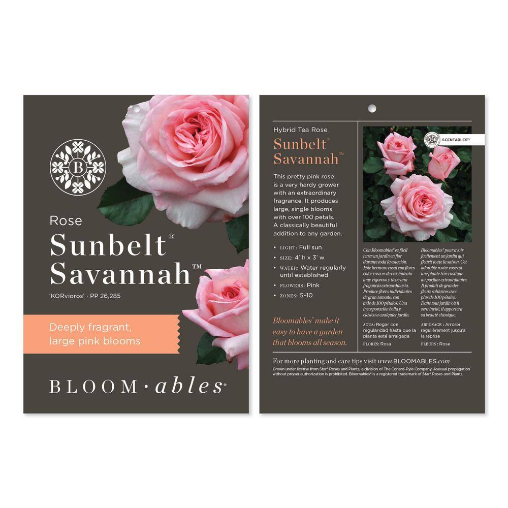 BLOOMABLES Bareroot Scentables Sunbelt Savannah Hybrid Tea Rose Bush with Pink Flowers (2-Pack) HD1414