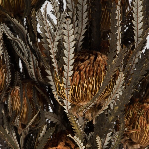 Vickerman 12 Autumn Banksia Foliage and FlowersPreserved，4 oz Bundle