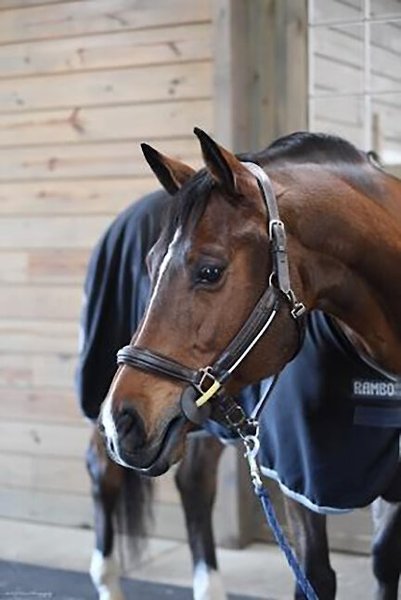 Flexible Filly Busy Buddy Horse Halter