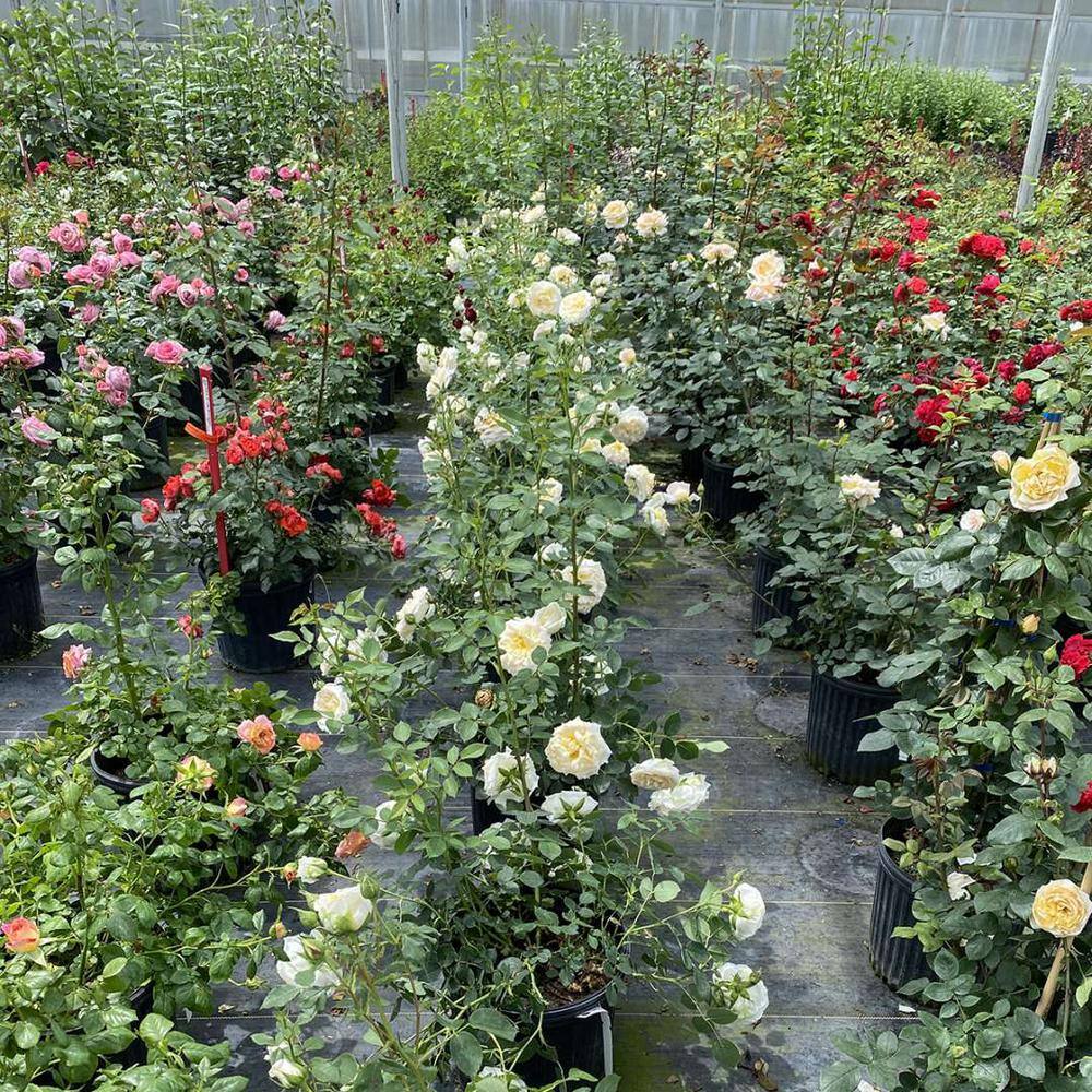 PROVEN WINNERS 4.5 in. Quart Reminiscent Crema Rose (Rosa) Live Plant Shrub White Flowers ROSPRC2217800