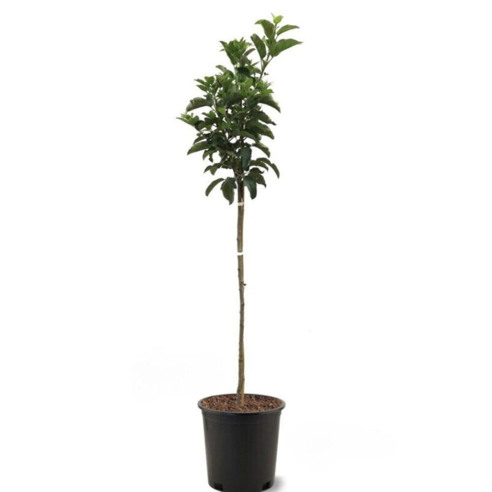5 gal. Gibson Golden Apple Tree APPGIB05G