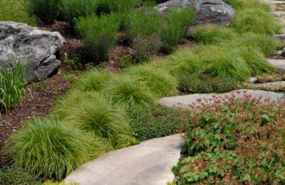 Classy Groundcovers - Carex appalachica   {25 Pots - 3 1/2 inch Square}