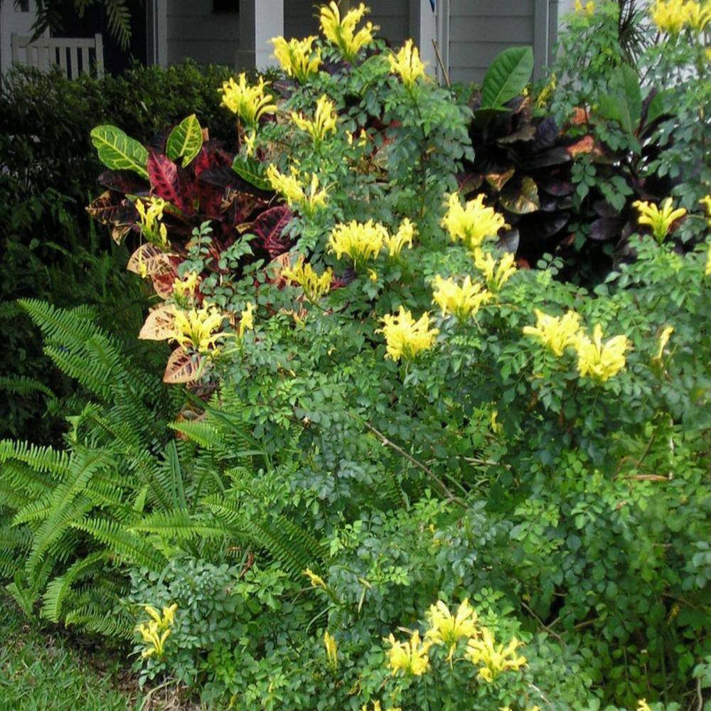 ALTMAN PLANTS Lone Star Growers 8 qt. Cape Honeysuckle (Tecomaria Capensis) Yellow blooms 0872610