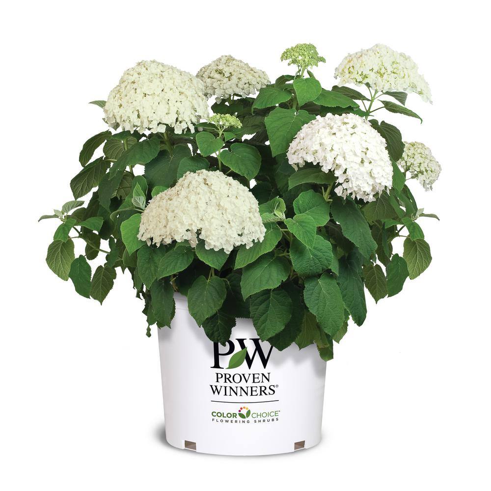 PROVEN WINNERS 5 Gal. Incrediball Hydrangea Shrub with Enormous White Blooms 18132