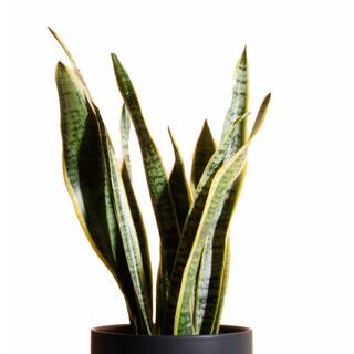 Shop Succulents Snake Plant in 6 in. Modern Ceramic Black Planter Pot 1-SNAKE-CYL-B-6