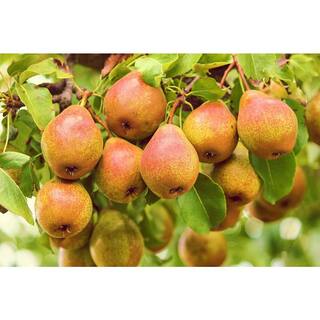 Online Orchards Dwarf Seckel Sugar Pear Tree - Perfectly Snack-Sized Tiny Sweet Pears (Bare-Root 3 ft. to 4 ft. Tall 2-Years Old) FTPR006