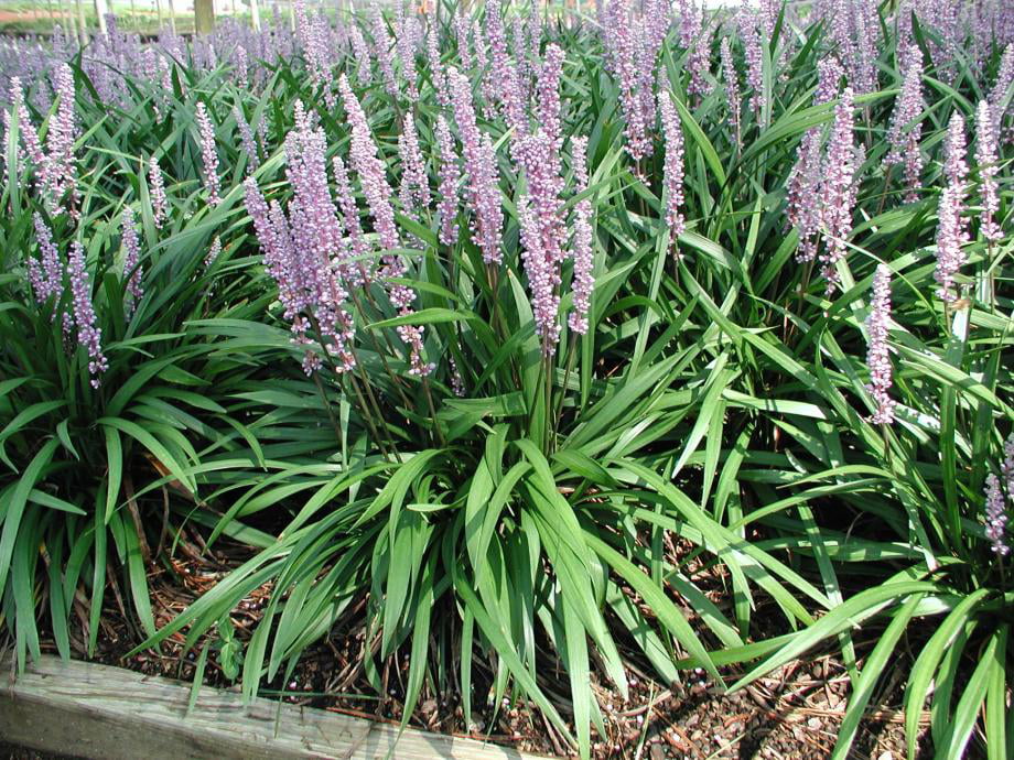 Classy Groundcovers - Liriope muscari 'Ingwersen' Liriope muscari 'Classic Blue' {54 Pots - 2 1/2 inch Square}