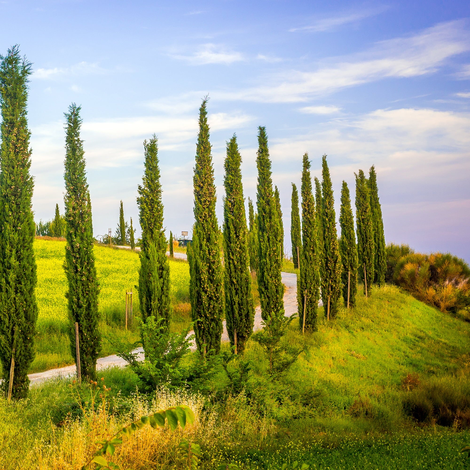 2-3ft Italian Cypress - Evergreen - Drought Tolerant