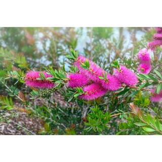 ALTMAN PLANTS Lone Star Growers 8 Qt. Bottlebrush Shrub (Callistemon Neon Pink Bottle Pop) Pink Blooms 0872603