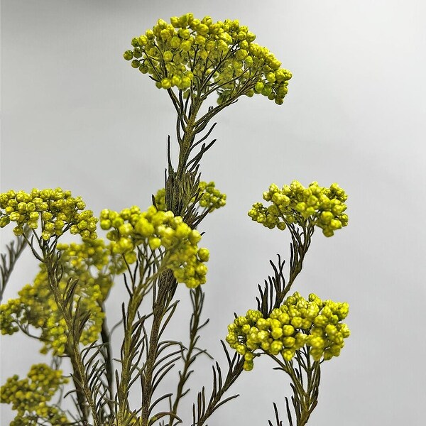 Bundle of 4 Preserved Millet ，Rice Flower