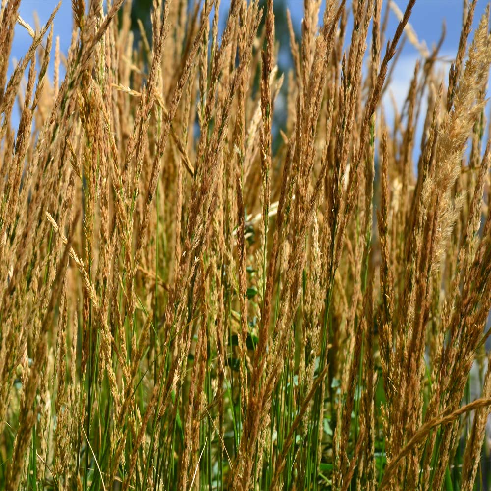 Karl Foerster Grass