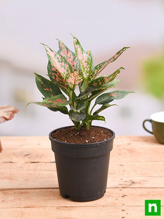 Aglaonema Pink Dalmatian - Plant