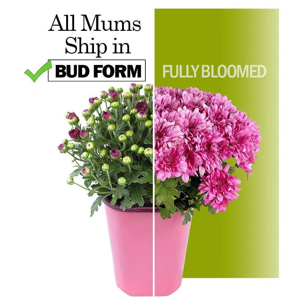 ALTMAN PLANTS 1 gal. Pink Mum Chrysanthemum (Single) 0881133