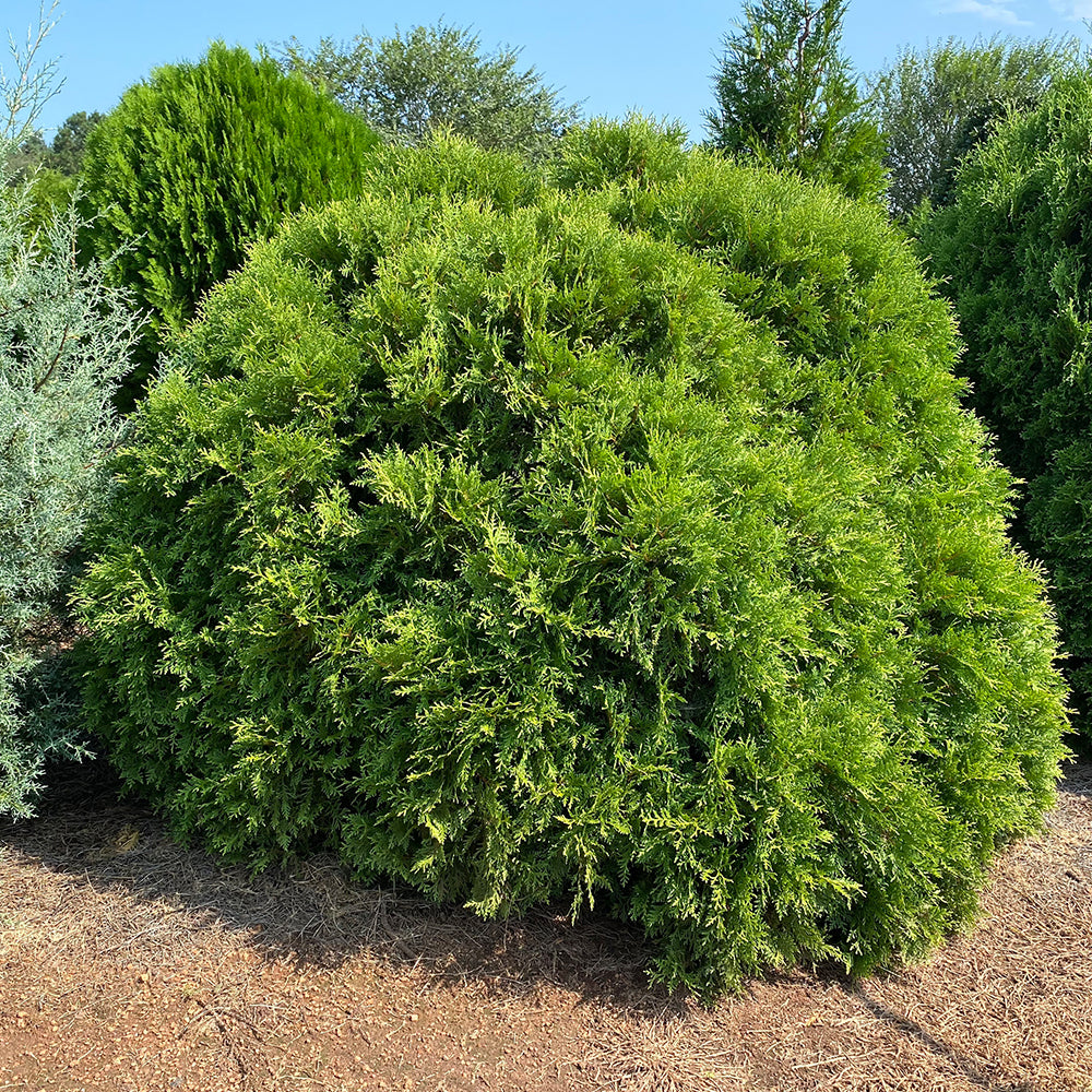 First Editions 2G Arborvitae Planet Earth Live Shrub