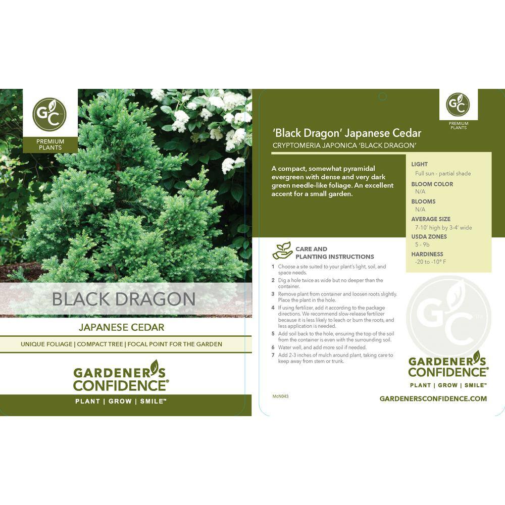 Vigoro 2 Gal. Cryptomeria Japonica Black Dragon 11888