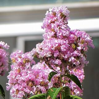 3 Gal. Muskogee Lavender Crape Myrtle CRMMUS03G
