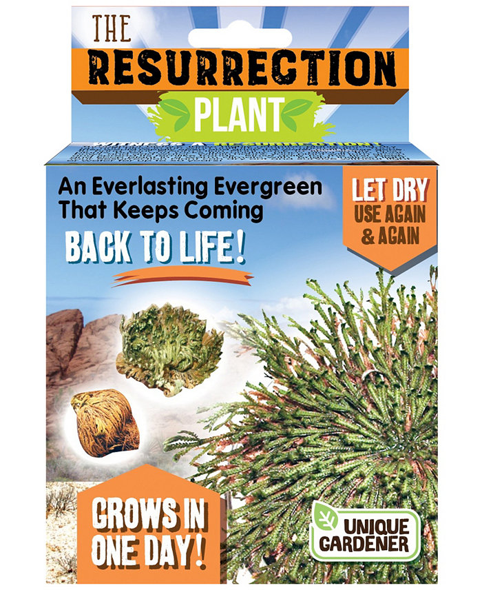 Areyougame Unique Gardener the Resurrection Plant