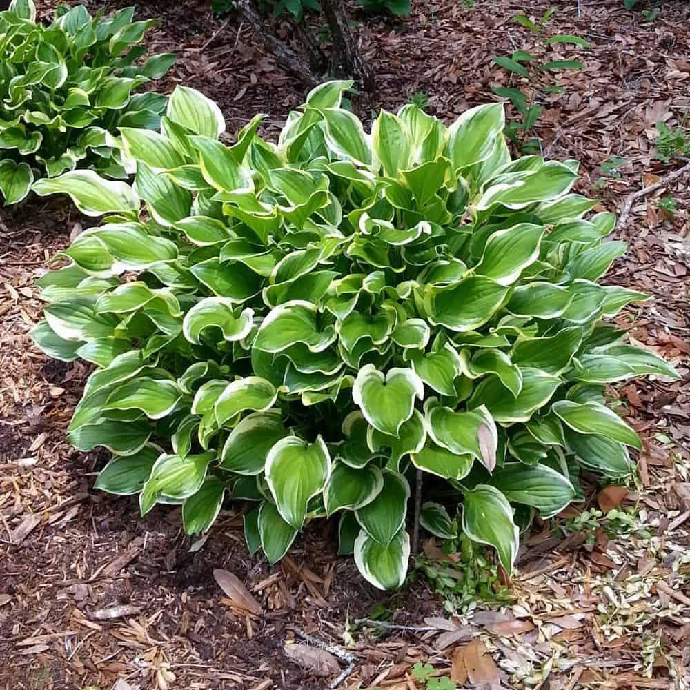 BELL NURSERY 2 Gal. Hosta Variegated Live Perennials Plant (1-Pack) HOSTA2VAR1PK