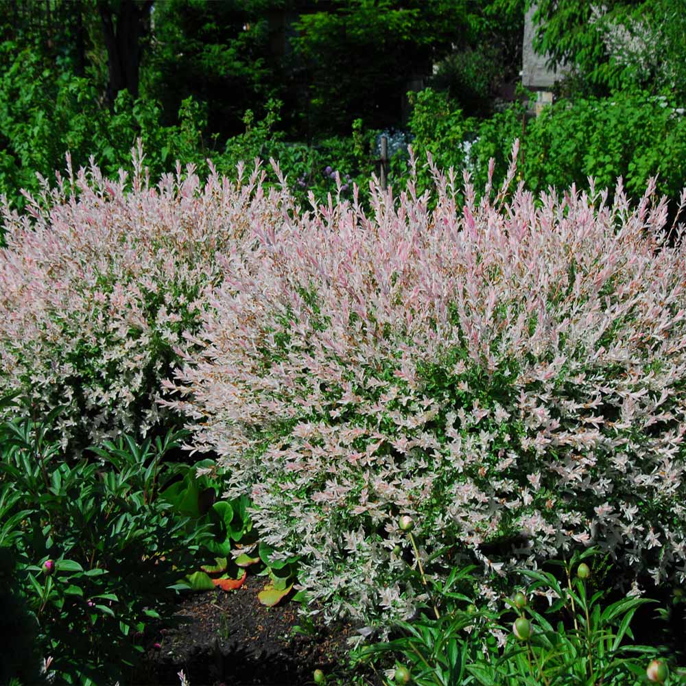 Tri-Color Dappled Willow