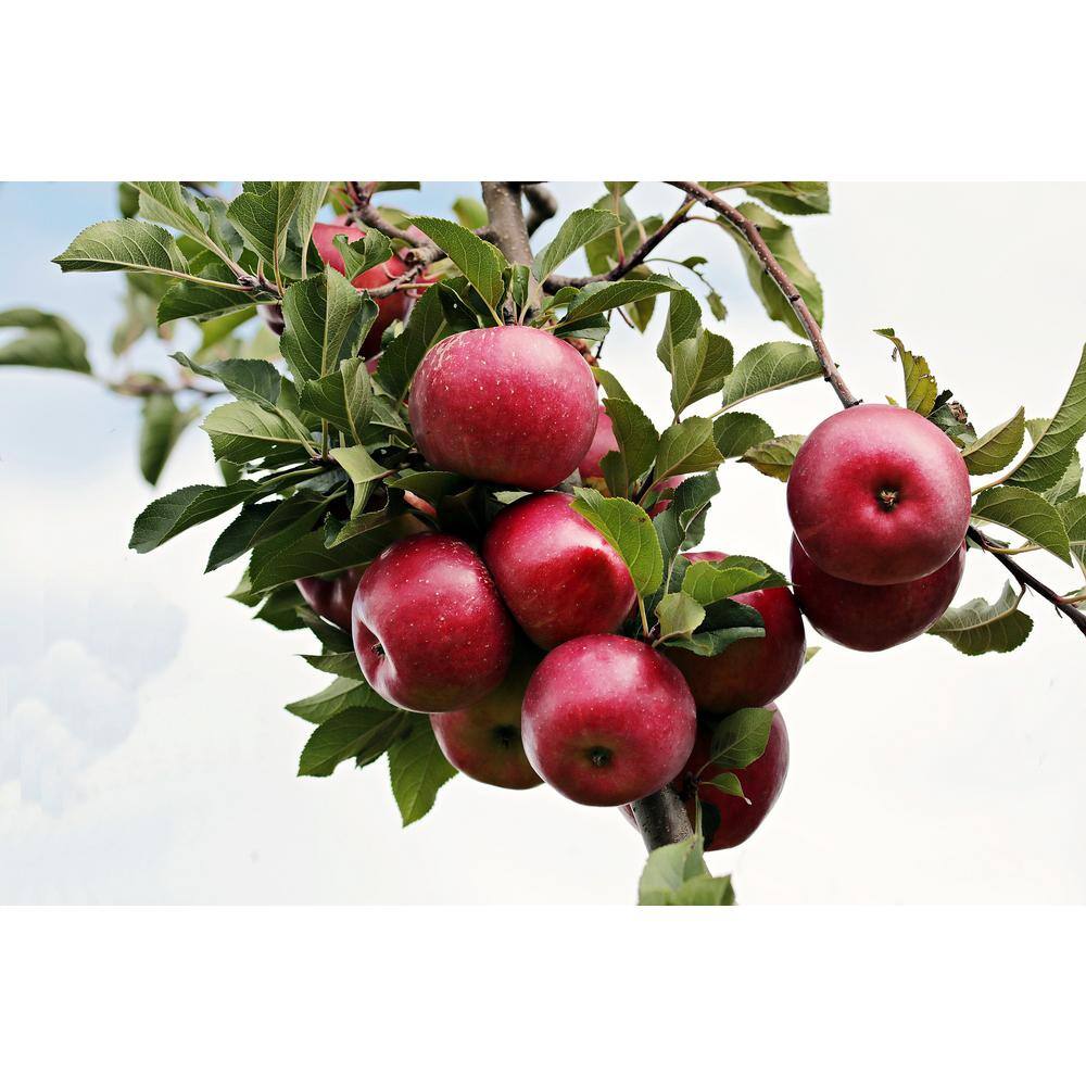 Apple Tree (Bare-Root 3 ft. to 4 ft. Tall 2-Years Old)