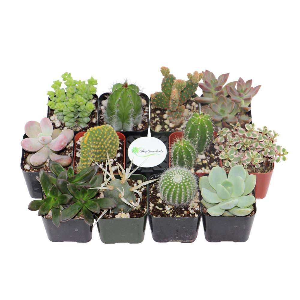 Shop Succulents 2 in. Cactus and Succulent (Collection of 12) CS12