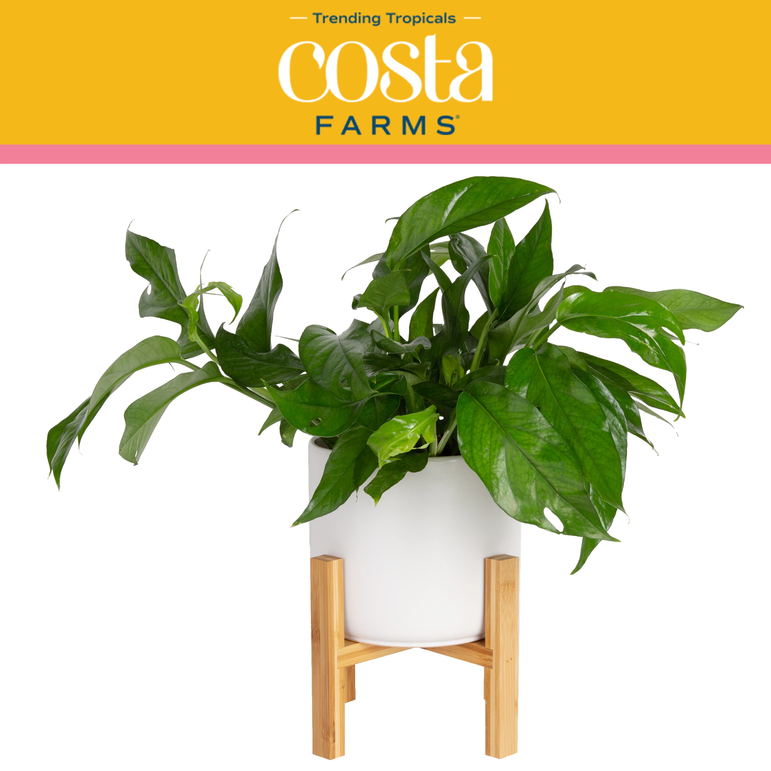 Costa Farms Trending Tropicals Live Indoor 12in. Tall Green Baltic Blue Pothos; Medium， Indirect Light Plant in 6in. Mid-Century Modern Planter